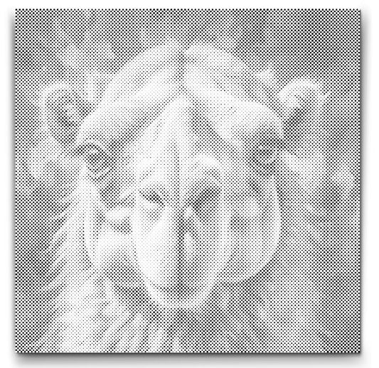 Dot Painting Kamel – Punktmalerei Tiermotiv mit orientalischem Flair